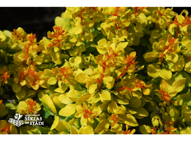 Berberis thunbergii   'Goldalita'